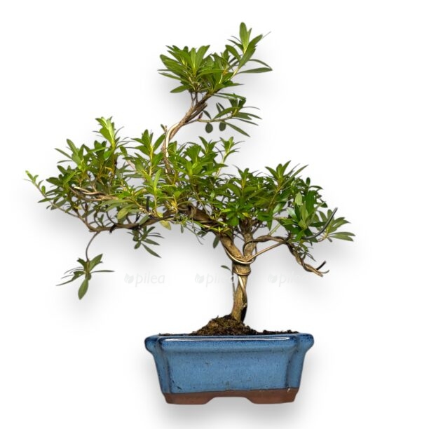 bonsaj azaliya e1770026625433