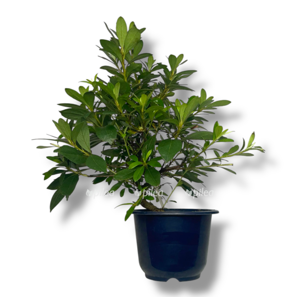 bonsaj azaliya rejko e1770187689342