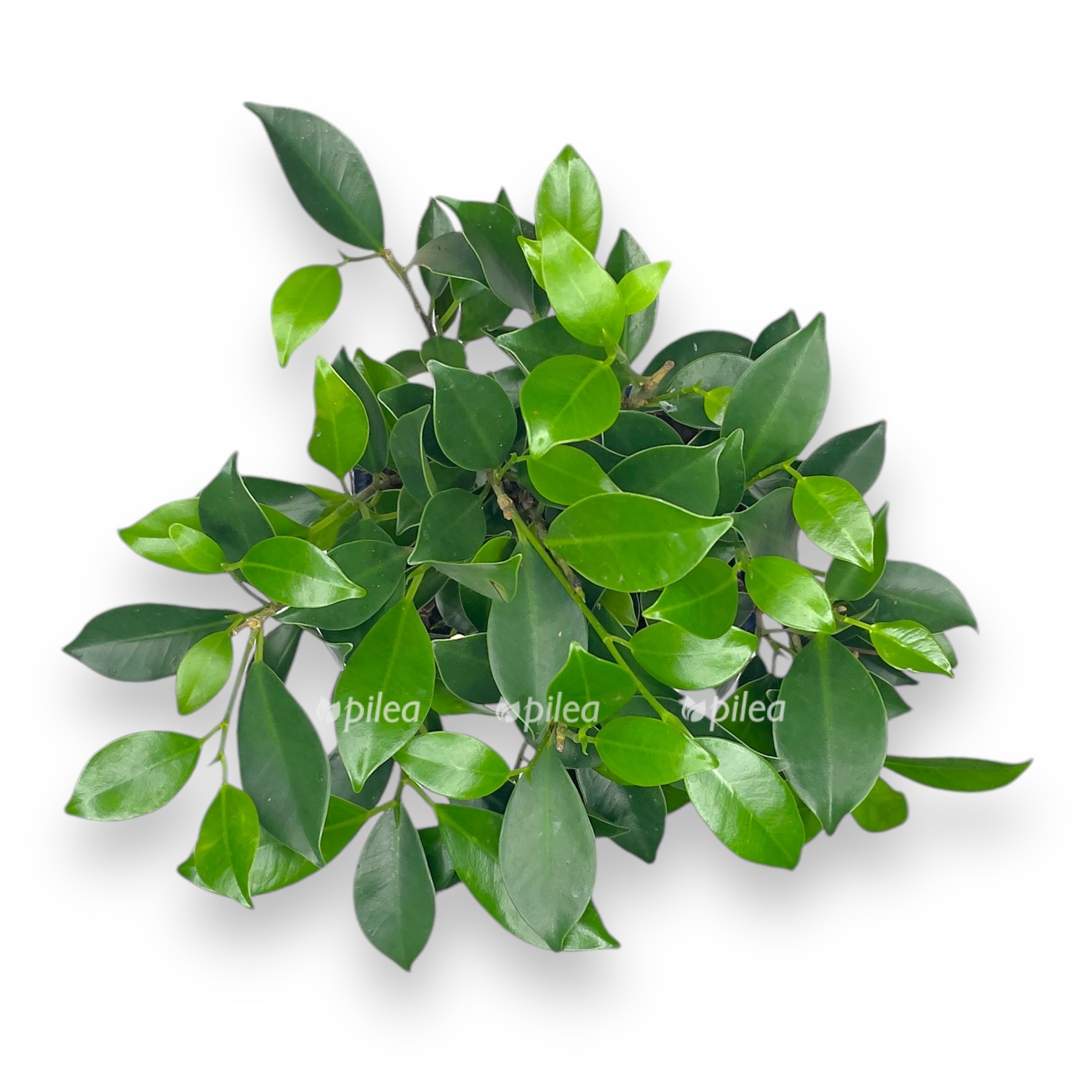 bonsaj fikus pryamoj stvol