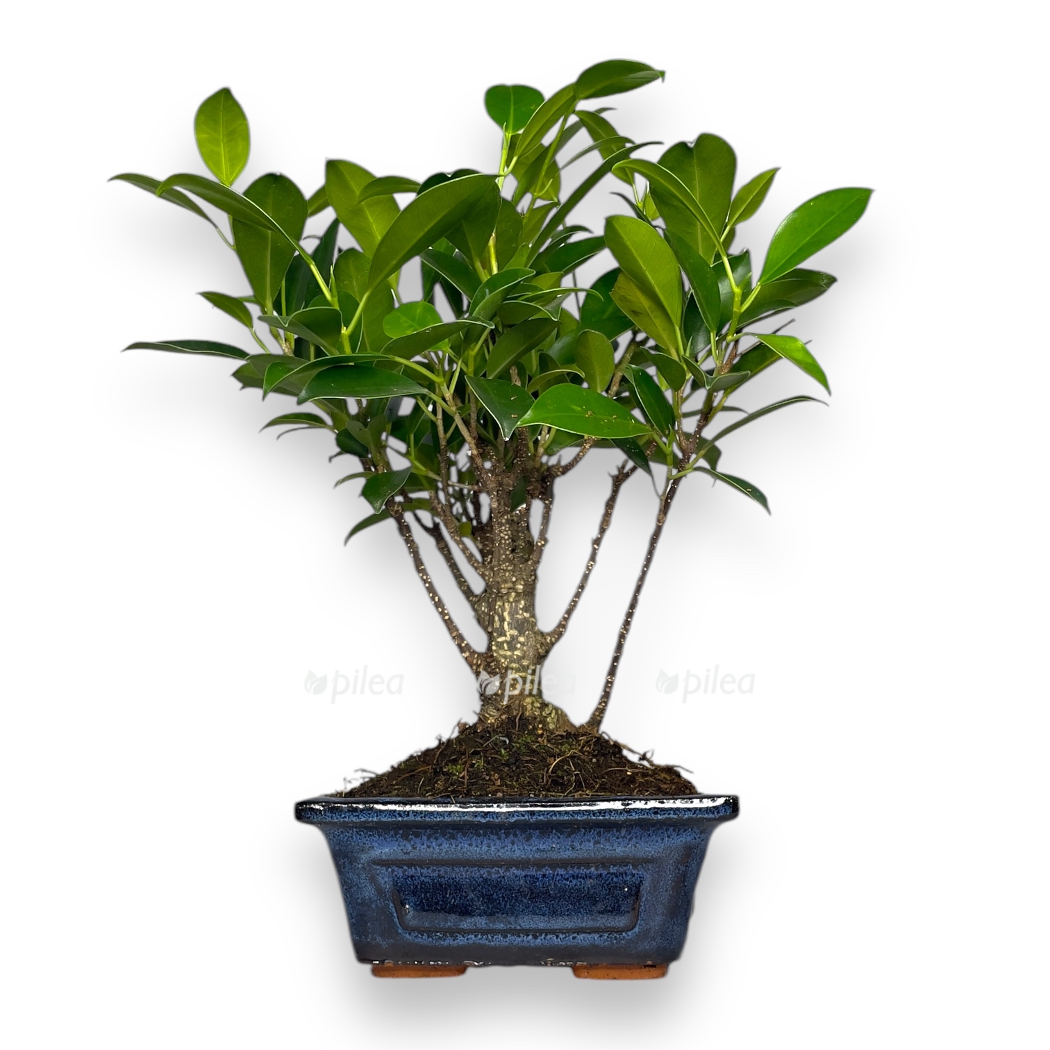 bonsaj fikus pryamoj stvol