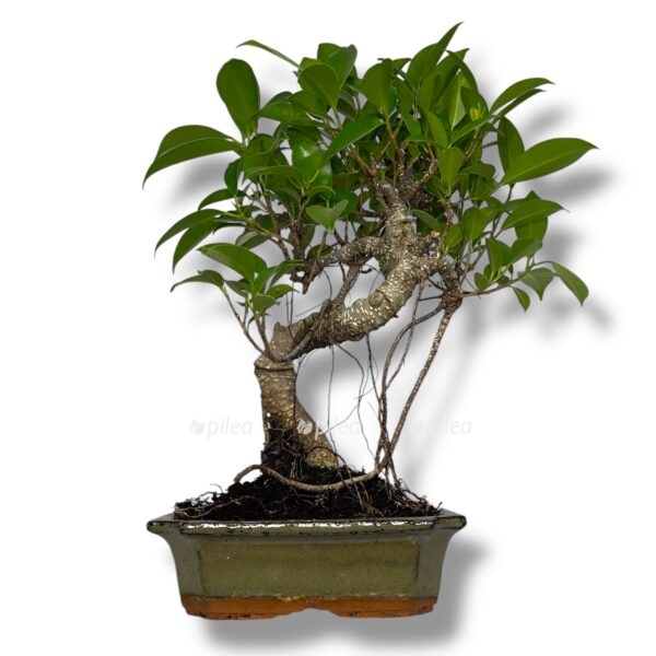 bonsaj fikus retuza v keramike e1767685408234