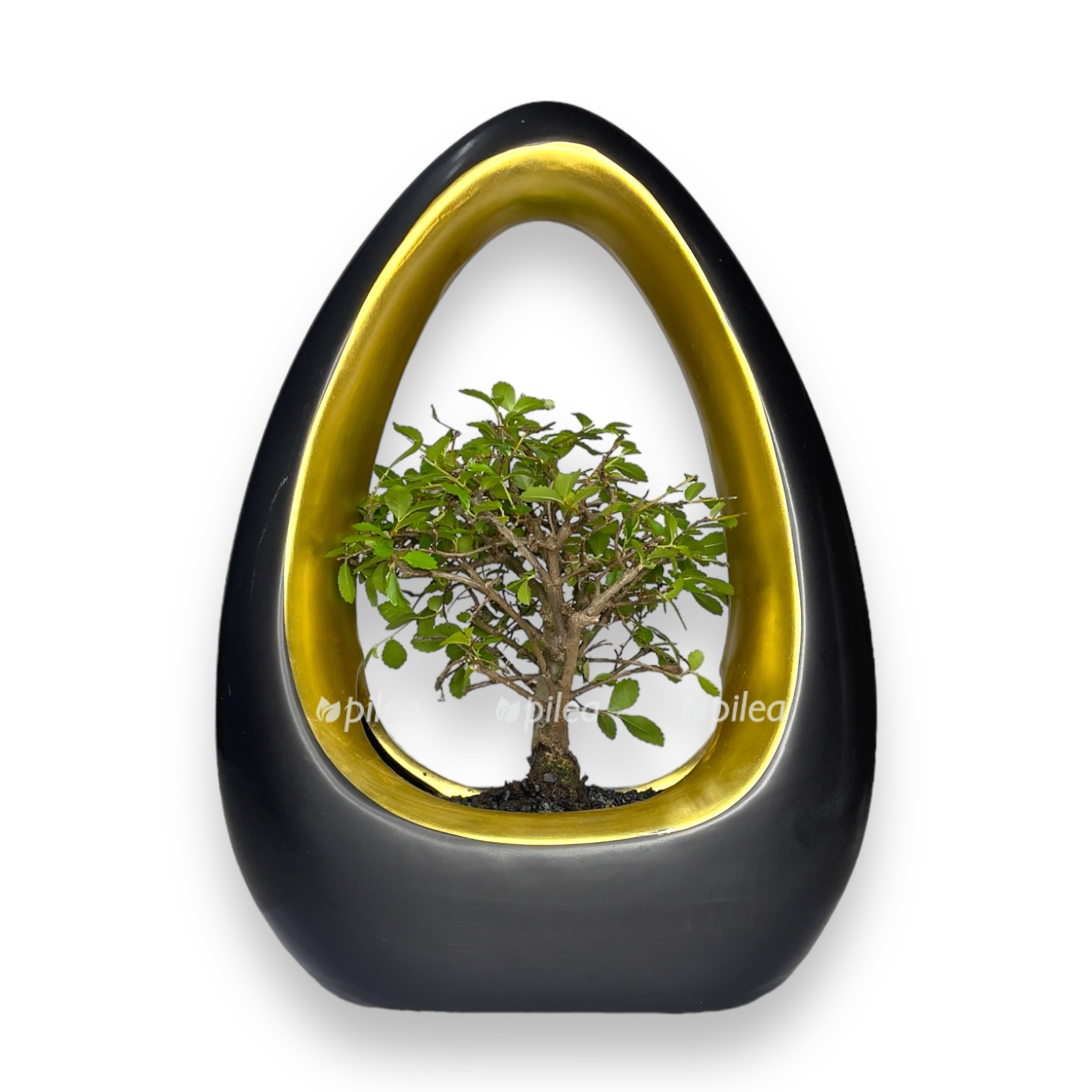 bonsaj-ikebana-miks-v-keramike.jpg bonsaj ikebana miks v keramike