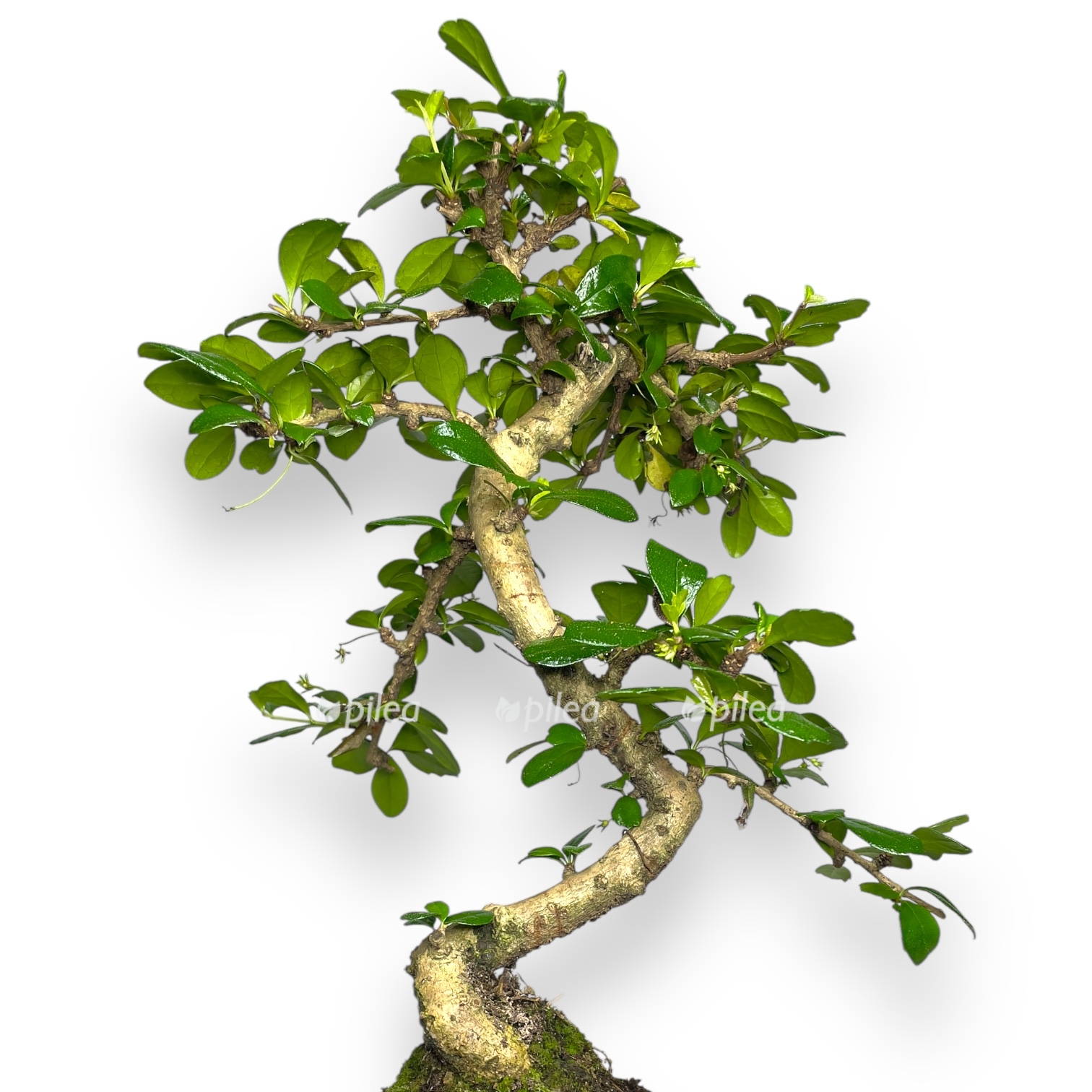 bonsaj karmona v keramike 1 1