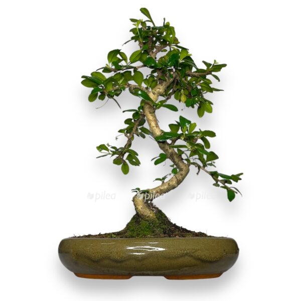 bonsaj karmona v keramike e1767685308448