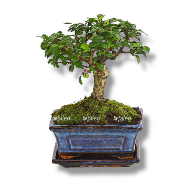 bonsaj karmona v keramike e1767686311554