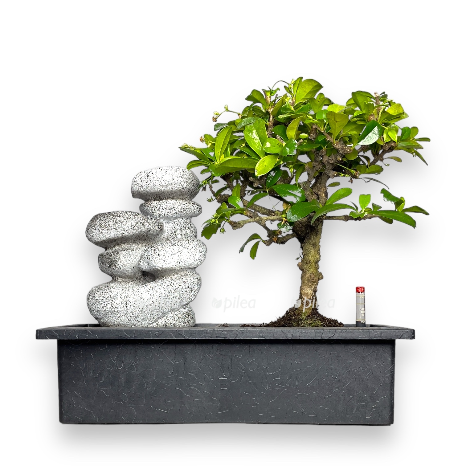 bonsaj karmona vodopad s avtopolivom 1