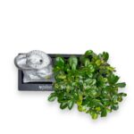 bonsaj karmona vodopad s avtopolivom