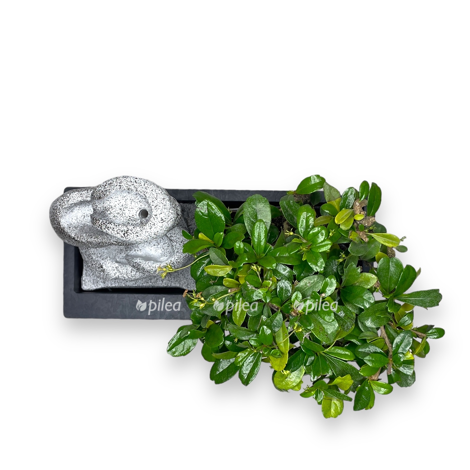 bonsaj karmona vodopad s avtopolivom