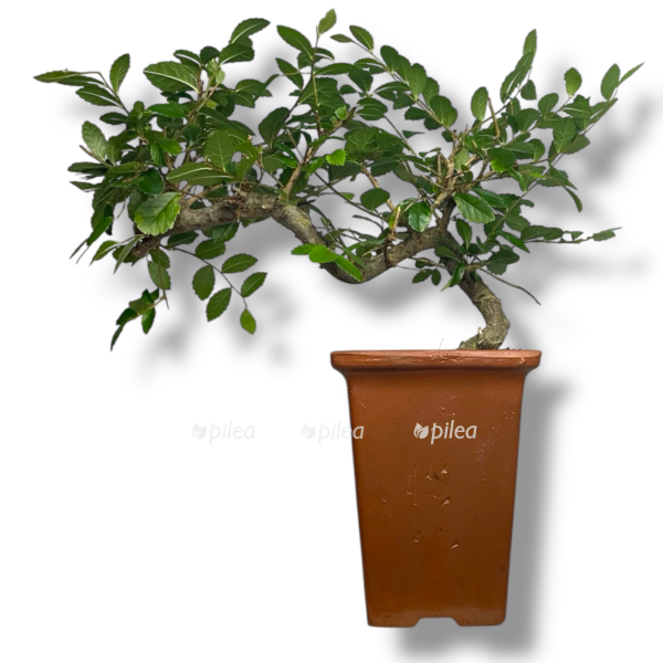 bonsaj kaskad e1767686427101