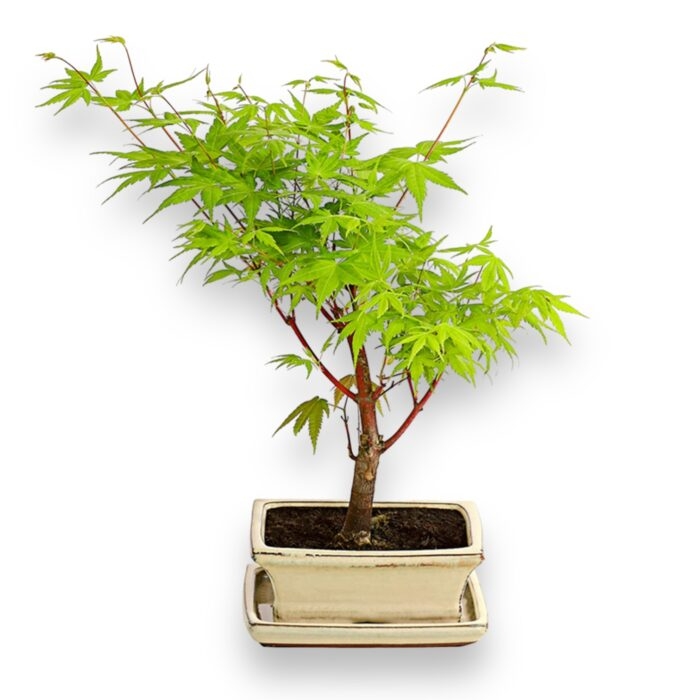 bonsaj klyon zelyonyj e1698557106620