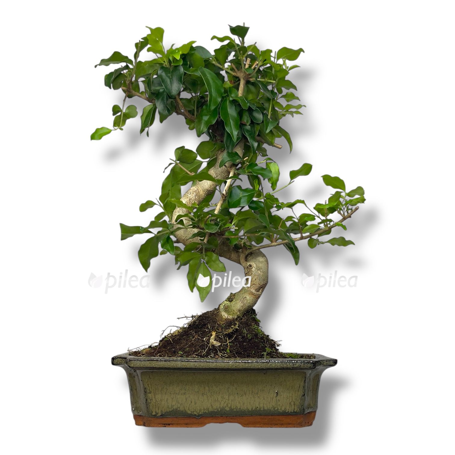 Бонсай Лигуструм в керамике Бонсай Лигуструм в керамике купить