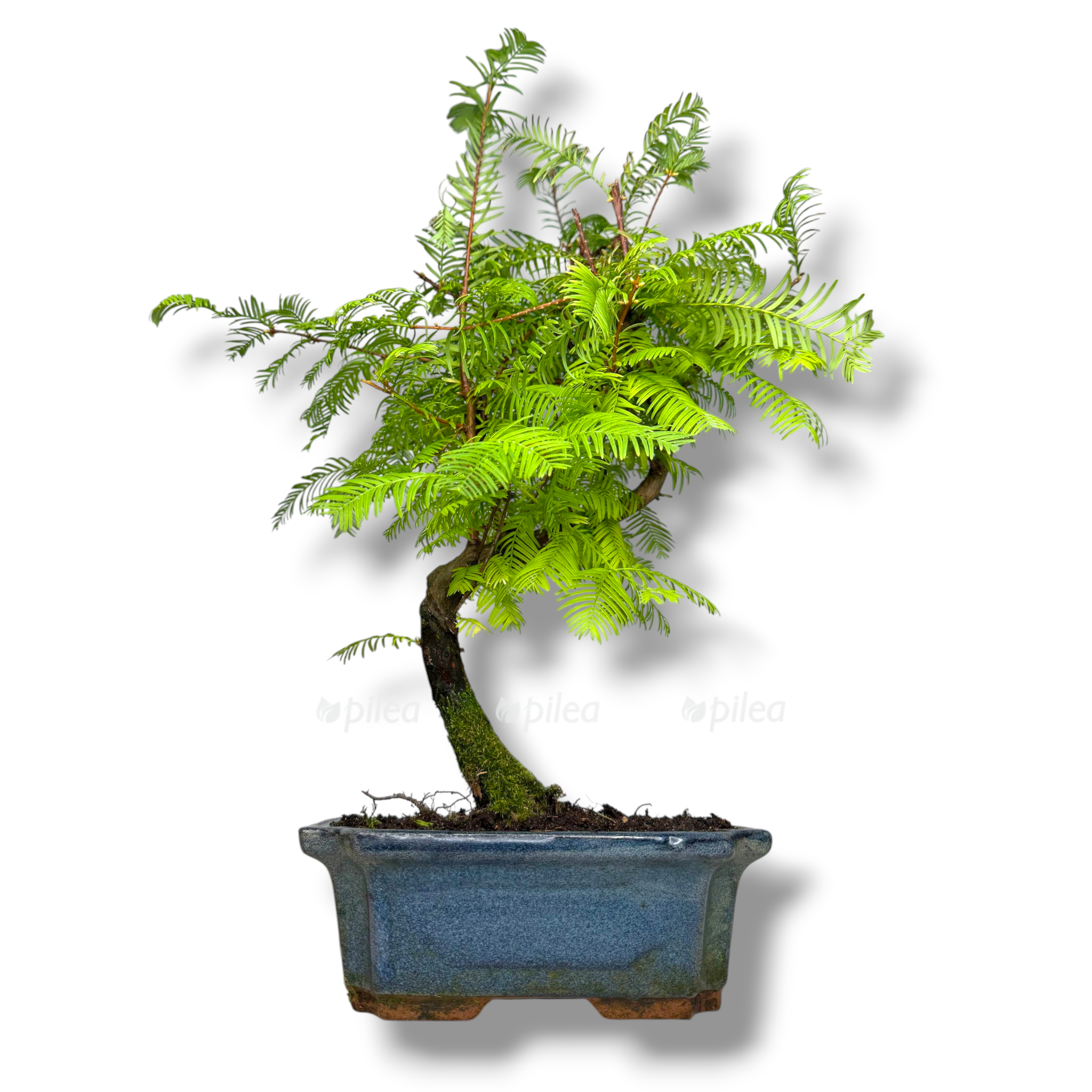 bonsaj metasekvojya v keramike