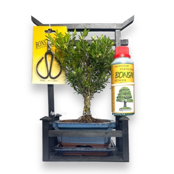 bonsaj miks nabor dlya vyrashchivaniya e1767685692698