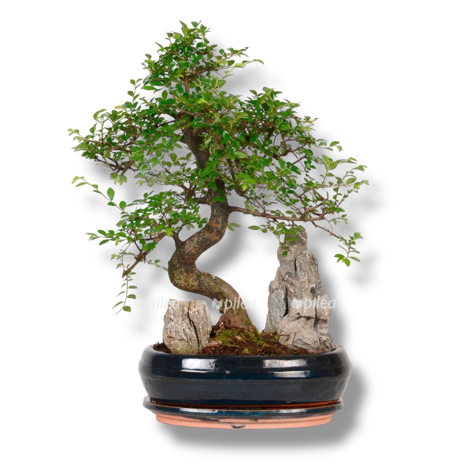 bonsaj miks so skaloj