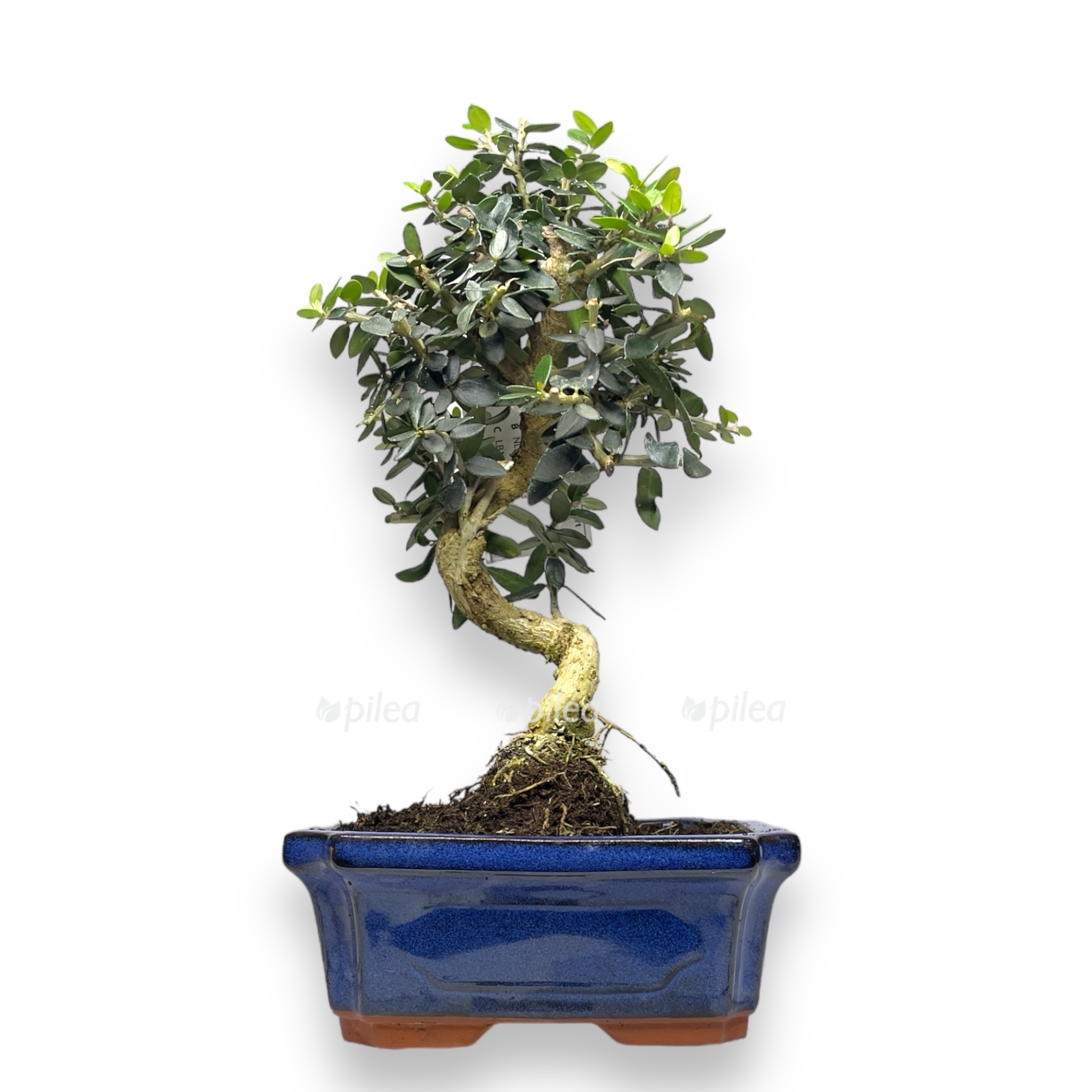 bonsaj-oliva.jpg bonsaj oliva