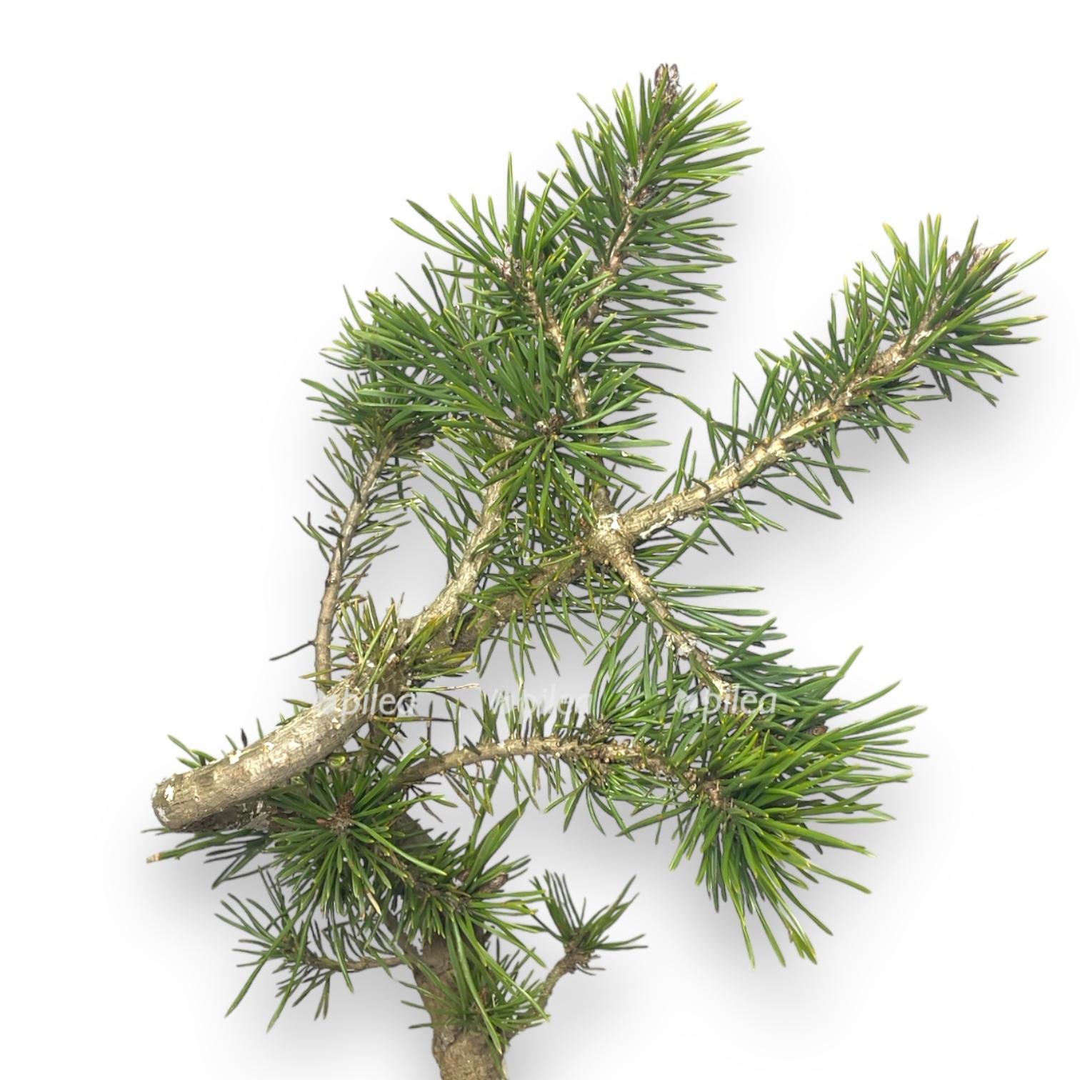 bonsaj pinus sosna