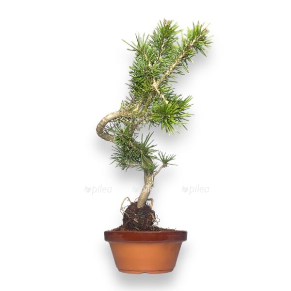 bonsaj pinus sosna e1767685900762