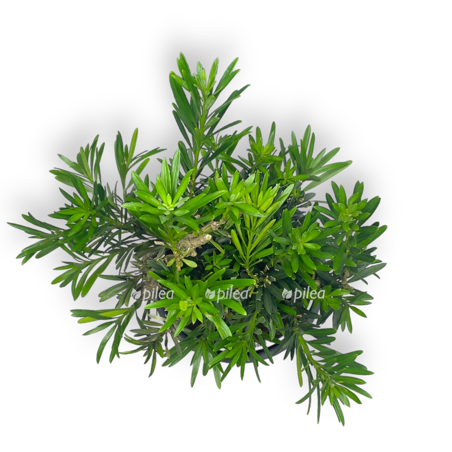 bonsaj podokarpus v keramike