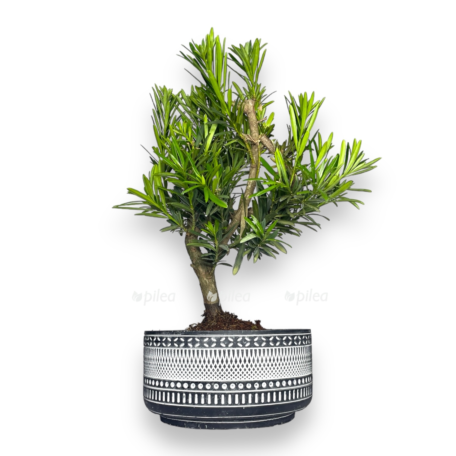 bonsaj podokarpus v keramike