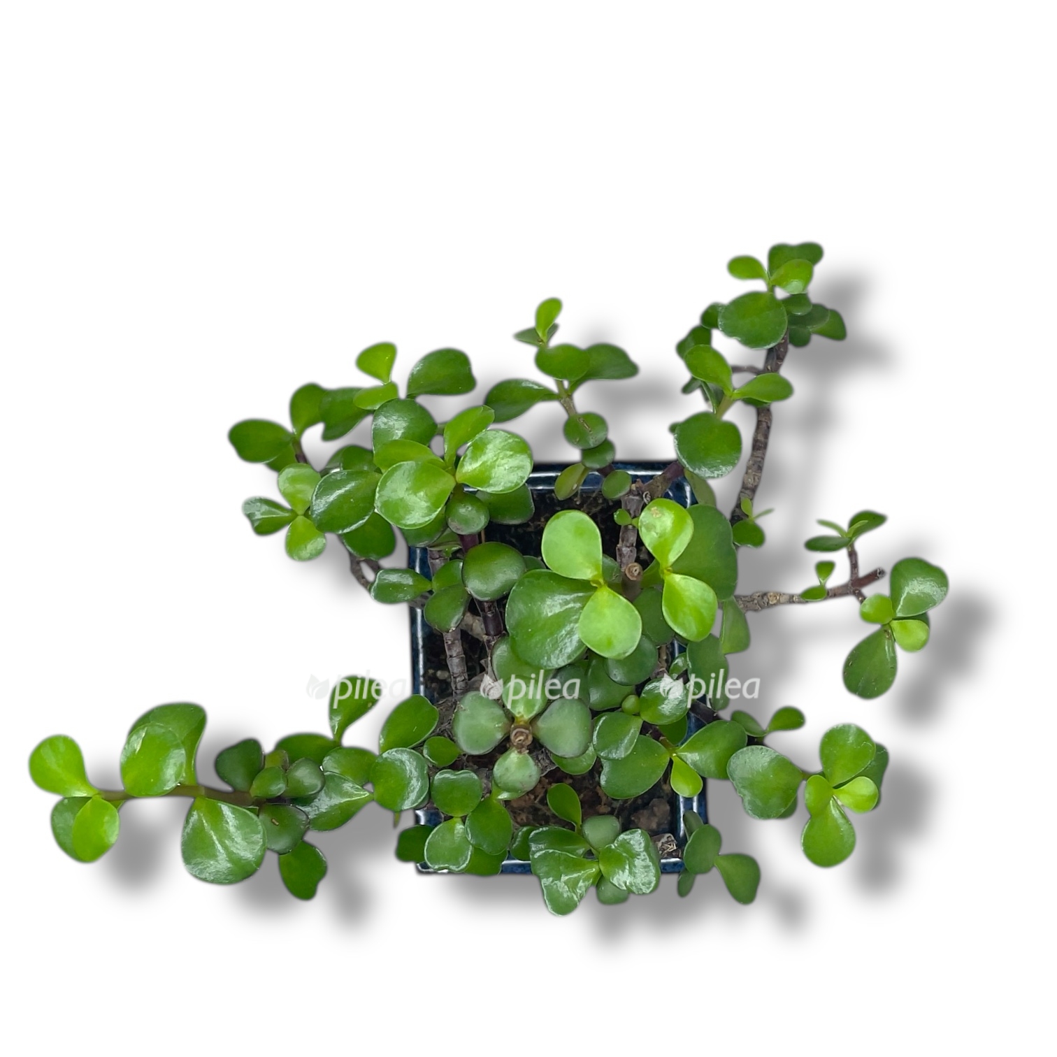 bonsaj portulakariya v keramike