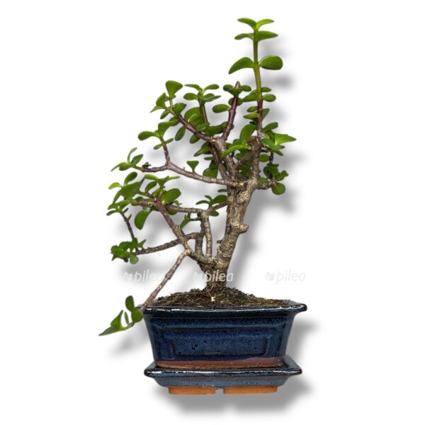 bonsaj portulakariya v keramike e1767685977756