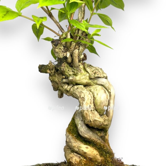 bonsaj vejgela v keramike 1 e1720184078894