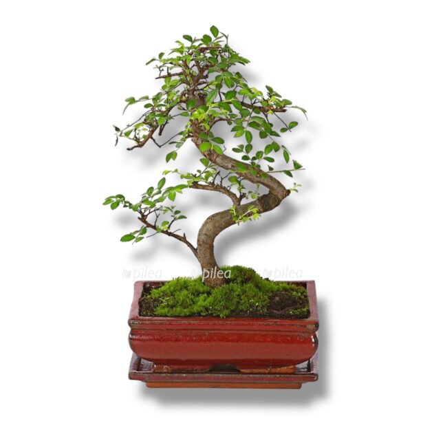 bonsaj vyaz zelkova s type e1770027542304