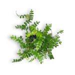 bonsaj zantoksilum. e1698943654379