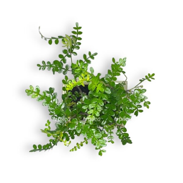 bonsaj zantoksilum. e1698943654379