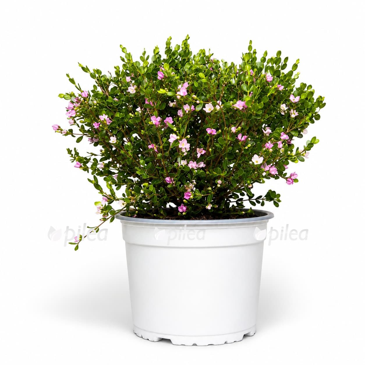 boronia crenulata