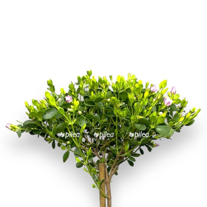 boroniya krenulata 1225 e1706900798170