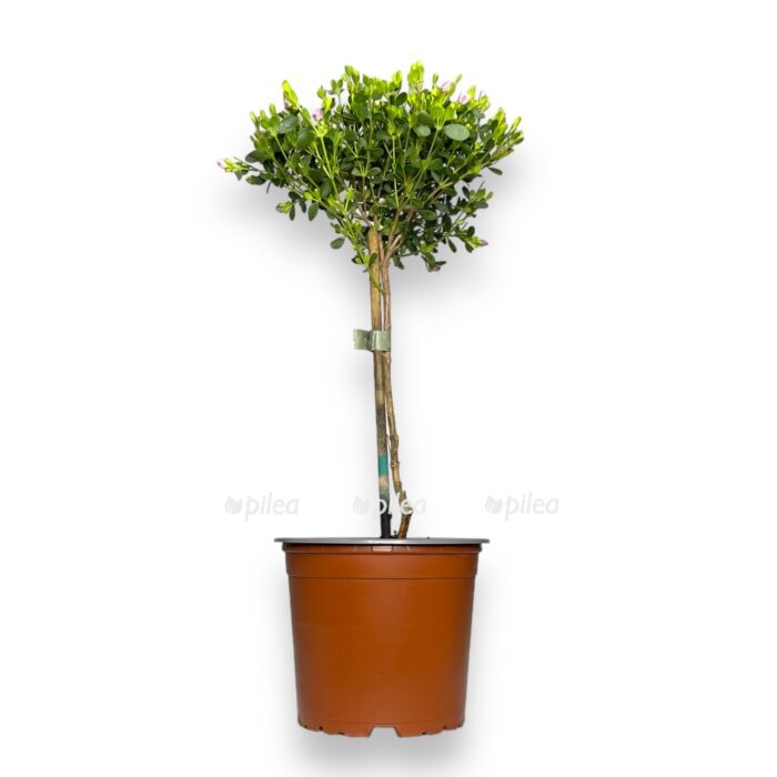 boroniya krenulata e1706900756829