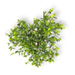 boroniya krenulata e1706900787586