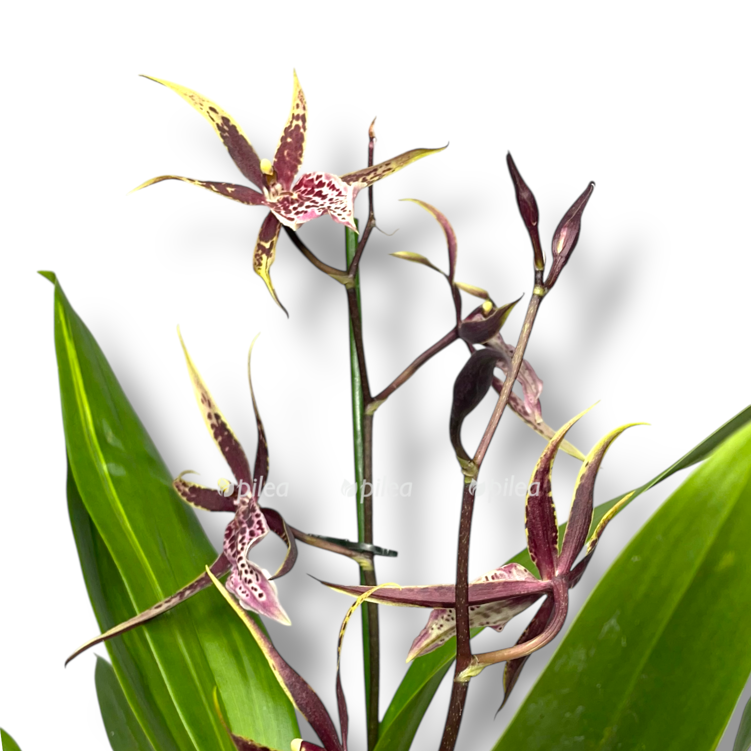 brassiya miks 2 stvola