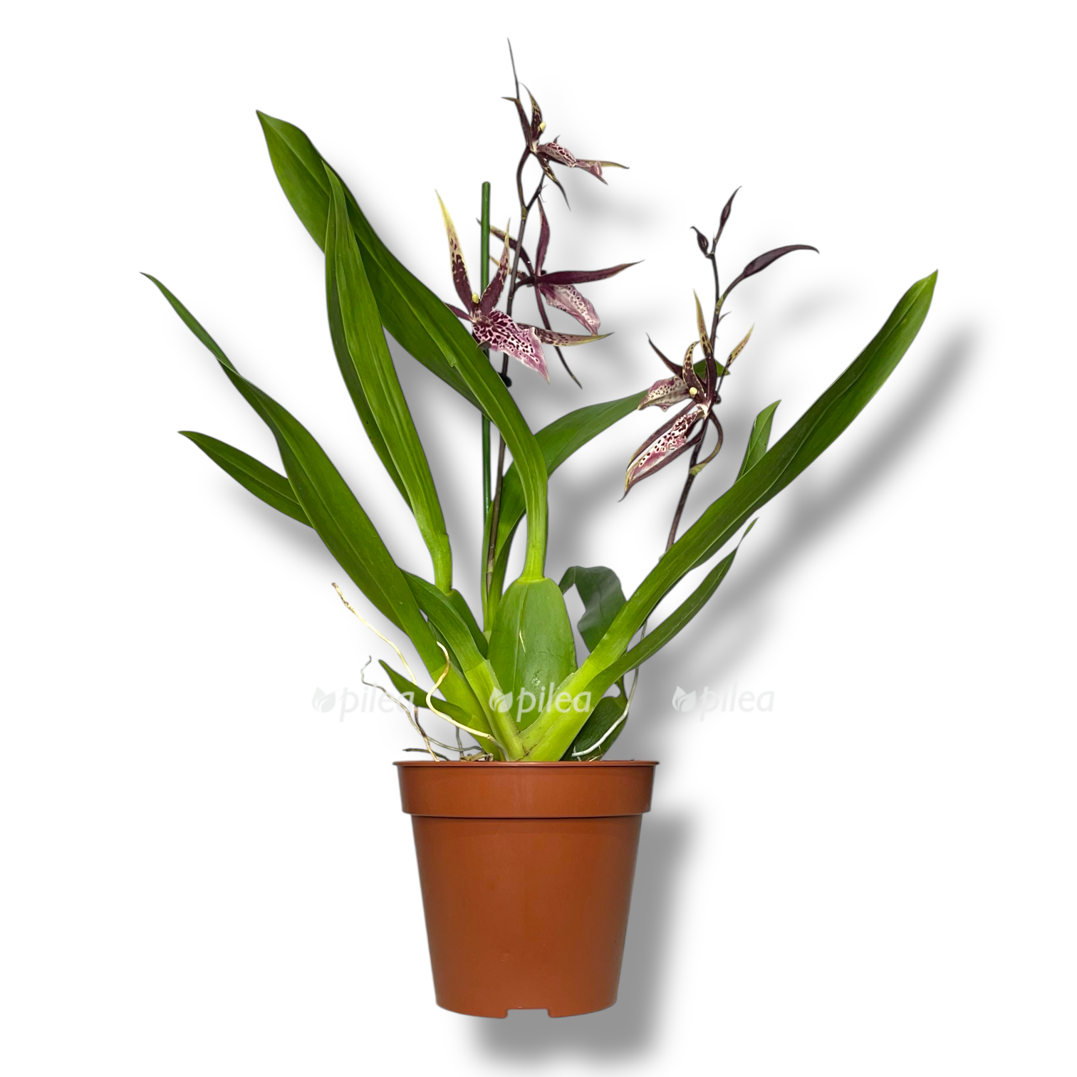 brassiya miks 2 stvola 1 2