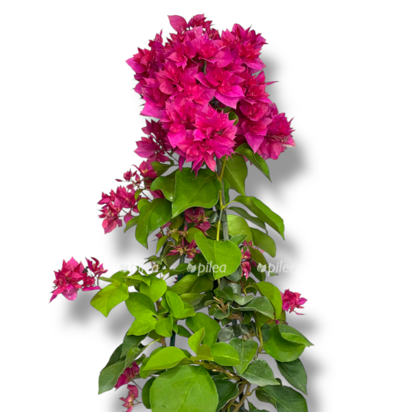 bugenvilleya aleksandra piramida e1767686835434