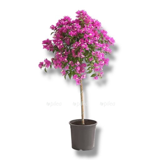 bugenvilleya aleksandra shtamb e1769155374573