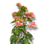 bugenvilleya e1767686829912