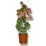 bugenvilleya e1767686849899