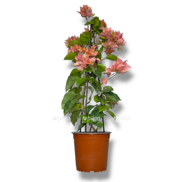 bugenvilleya e1767686849899