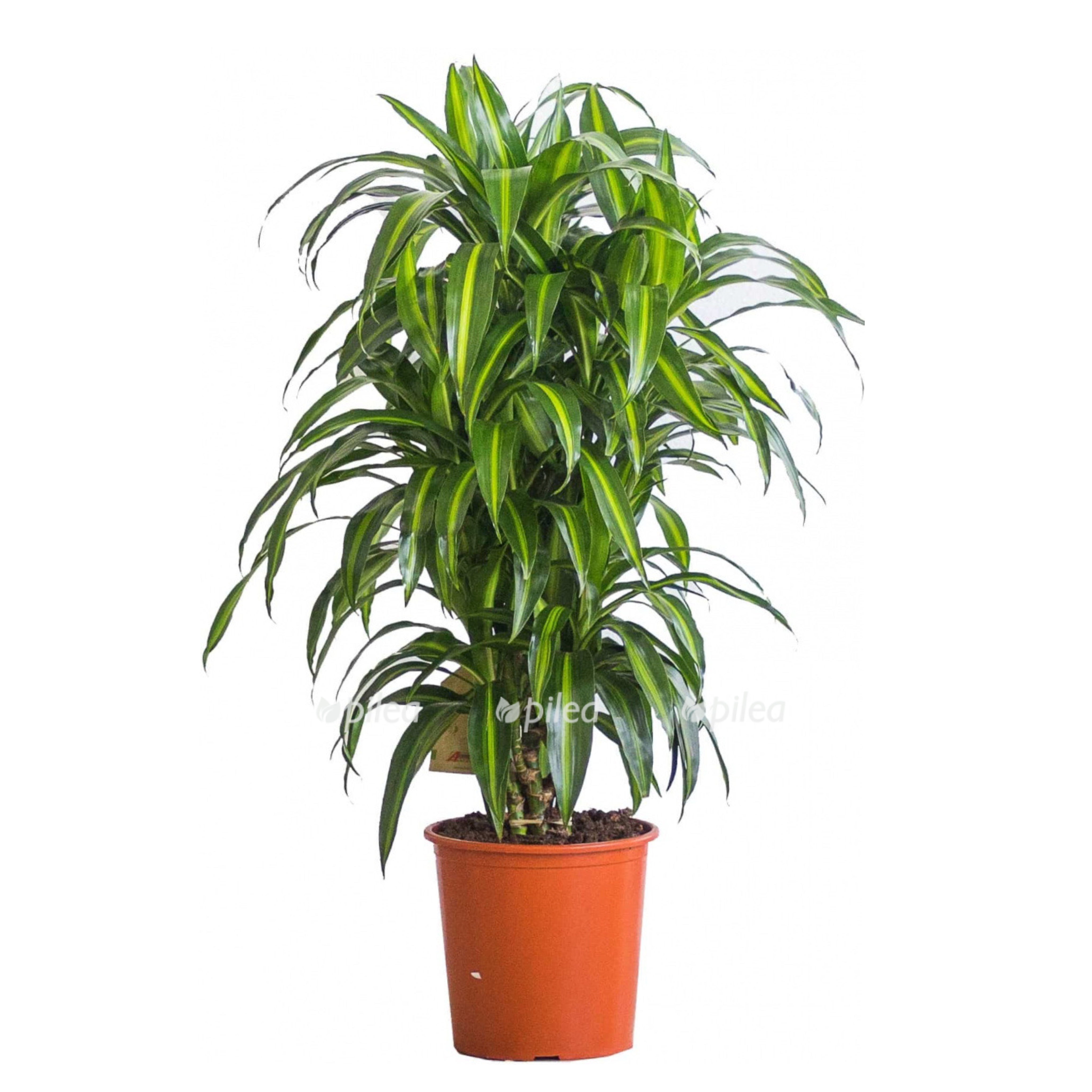 c0a89598-87f4-41a6-8b4b-1b62cc62f796.jpeg c0a89598 87f4 41a6 8b4b 1b62cc62f796