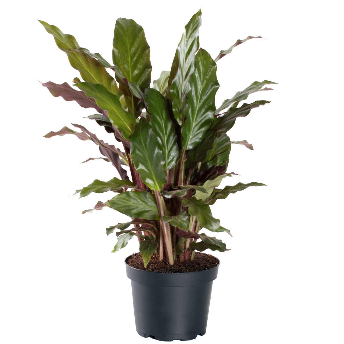 c177e74c d00c 42b1 a206 ac4fc1aa301a