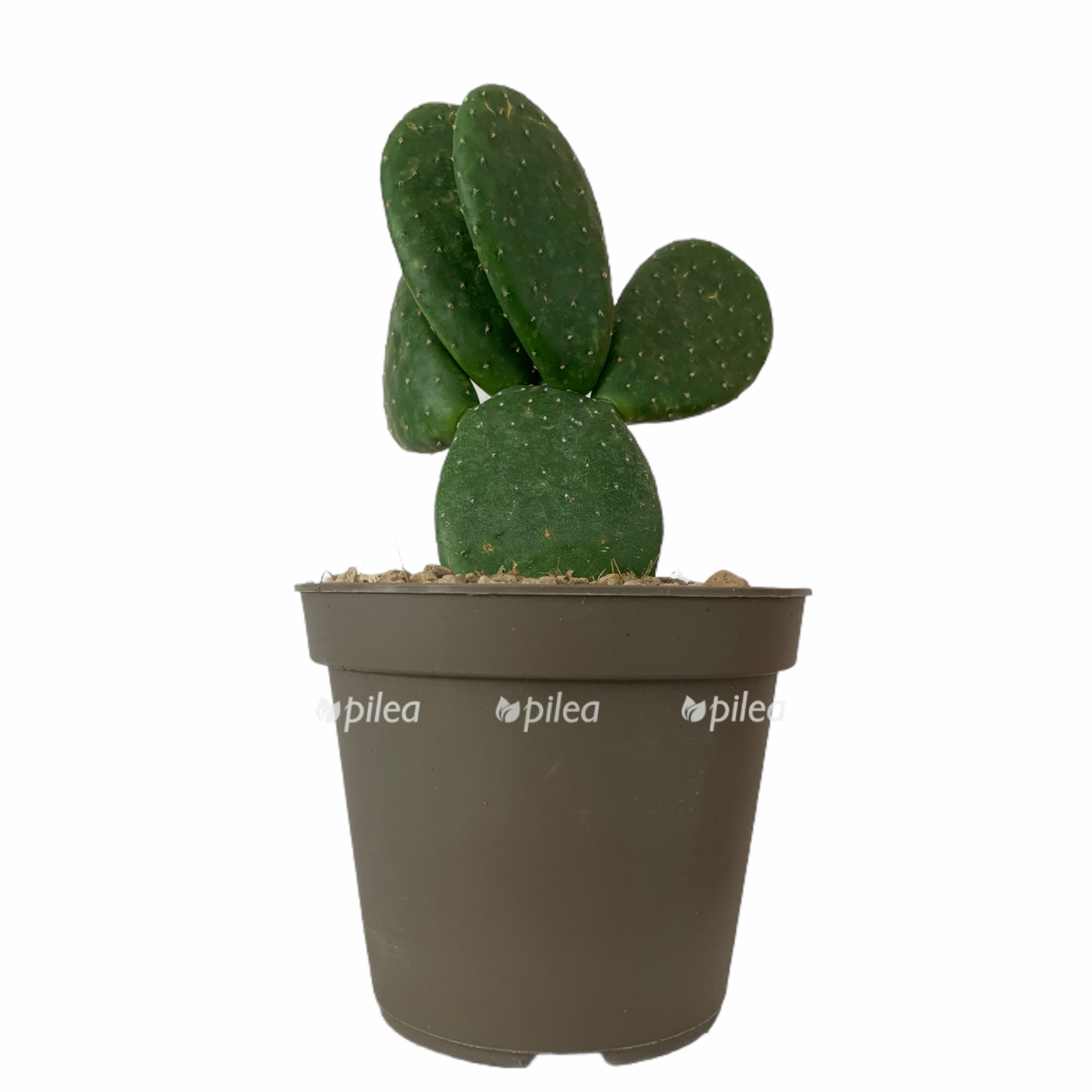 c1e15e45 28f4 44cc a8f7 b278afee8917