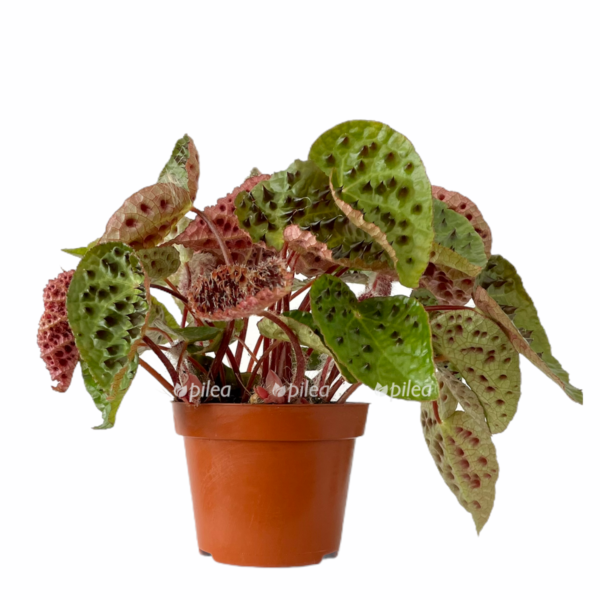 c225e65f c7a0 4d1b ab6f 1ff47fb62984 e1675705612327