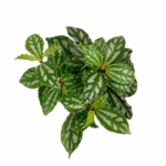 c248ee49 aafc 4088 913c d3ac1398fd39