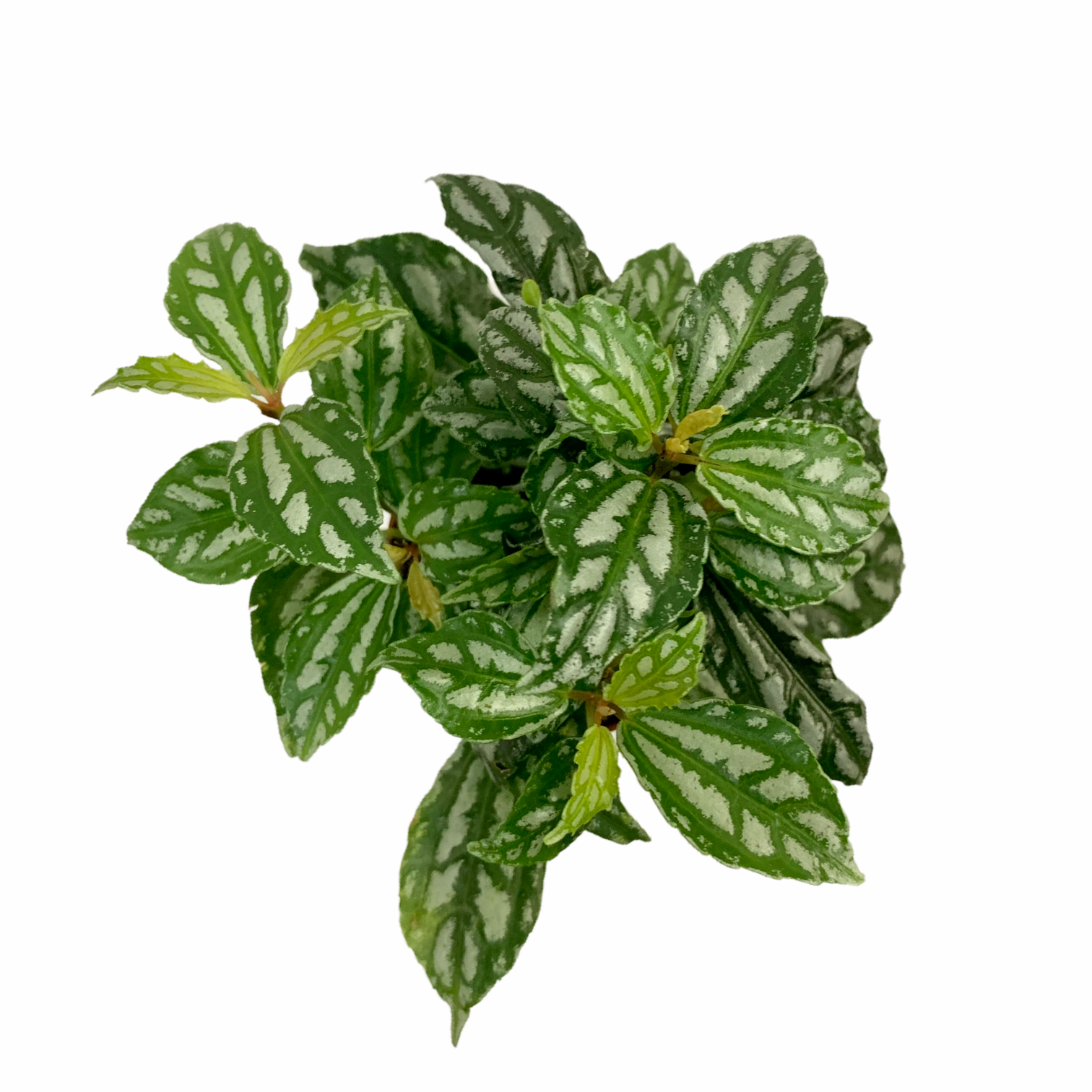 c248ee49 aafc 4088 913c d3ac1398fd39