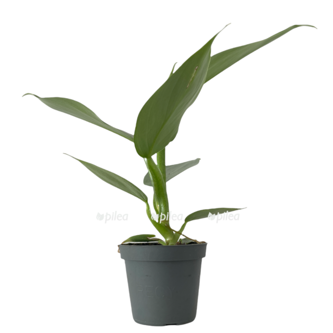 c445fca9 ae6a 46c7 9940 31324f4bd9c4 e1679421235564