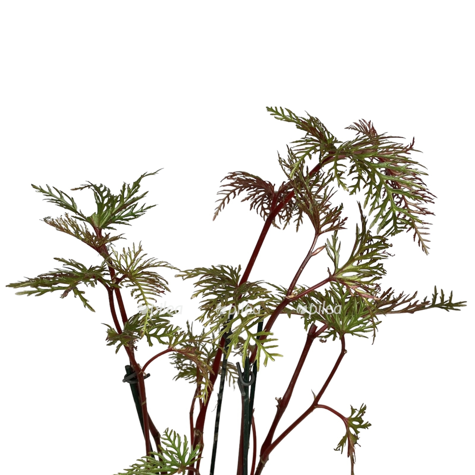 c54b40f9 262c 4b03 a1c0 a142826770b7