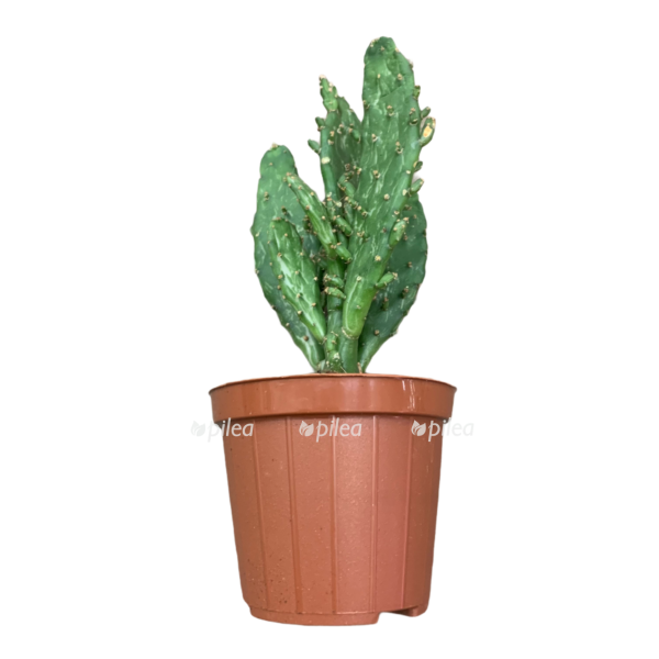 c66d638e 6fb5 4502 a026 0933c8255c12 e1610629636321