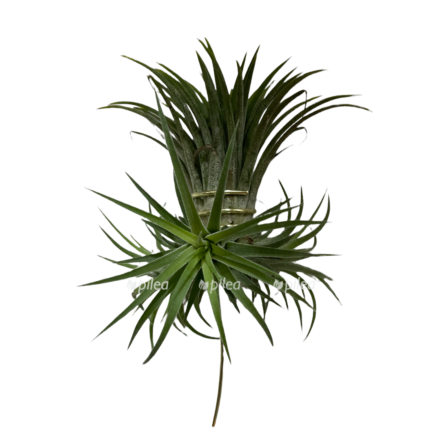 c8e561e1-8f0d-4b1c-93f5-a67ddc794268.png c8e561e1 8f0d 4b1c 93f5 a67ddc794268